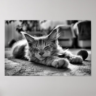 Affiche Chat Maine Coon dormant noir et blanc
