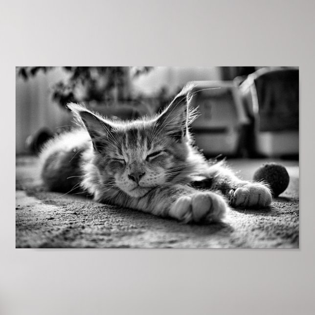 Affiche Chat Maine Coon dormant noir et blanc (Devant)