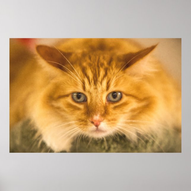 AFFICHE CHAT MAINE COON STARE DOUBLE (Devant)