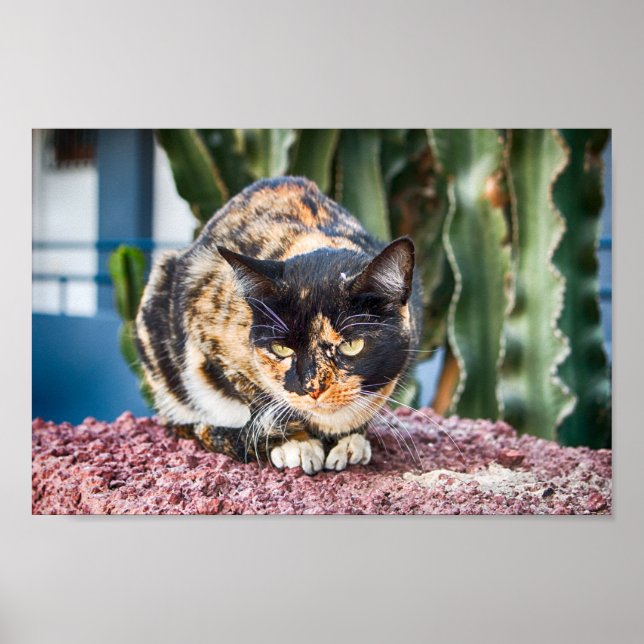 Affiche Chat Maspalomas (Devant)
