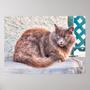 Affiche Chat Maspalomas
