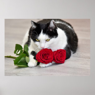 Affiche Chat mignon avec la rose rouge