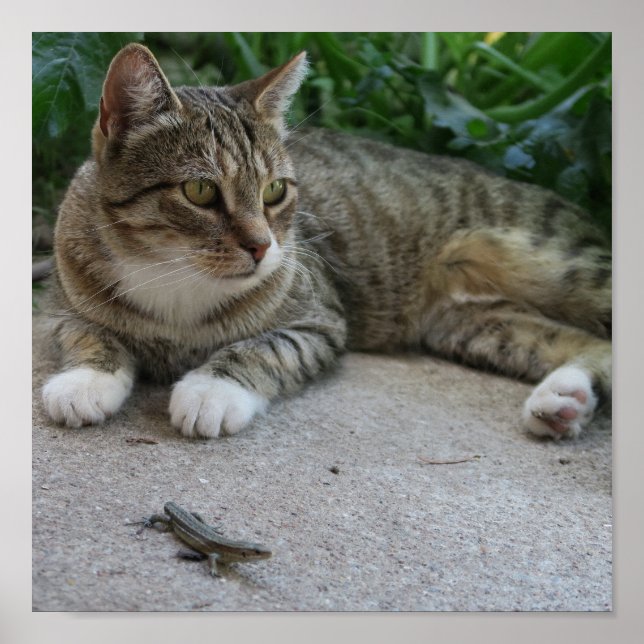 Affiche chat, mignonne, animal de compagnie, gris, fureur, (Devant)