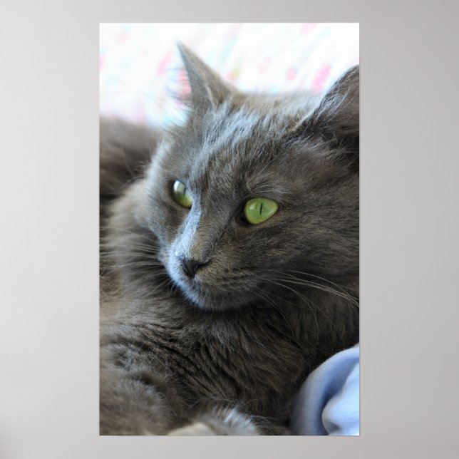 Affiche Chat Nebelung (Devant)