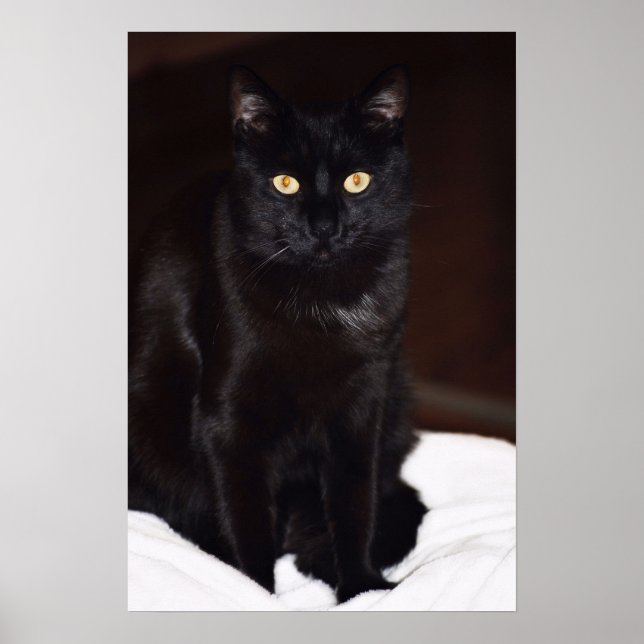 Affiche Chat noir (Devant)