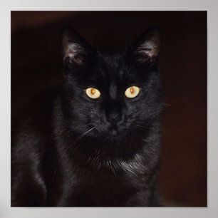 Affiche Chat noir