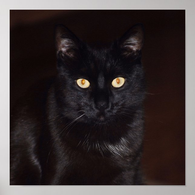 Affiche Chat noir (Devant)