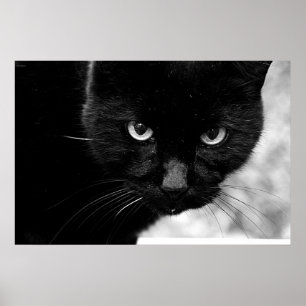Affiche Chat noir