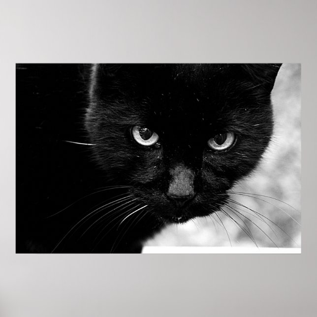 Affiche Chat noir (Devant)