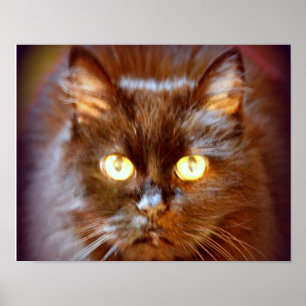 Affiche chat noir