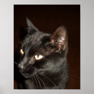 affiche CHAT NOIR