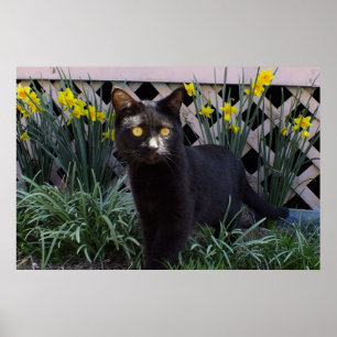 Affiche Chat noir dans l'affiche des jonquilles