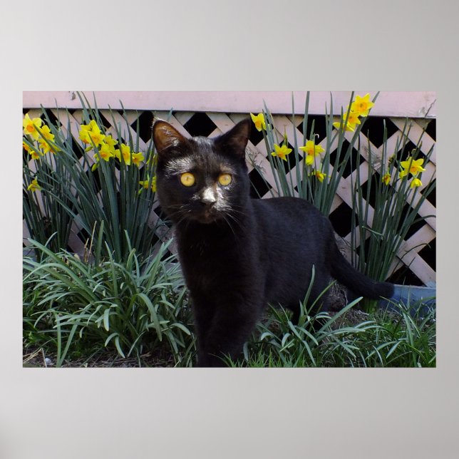 Affiche Chat noir dans l'affiche des jonquilles (Devant)