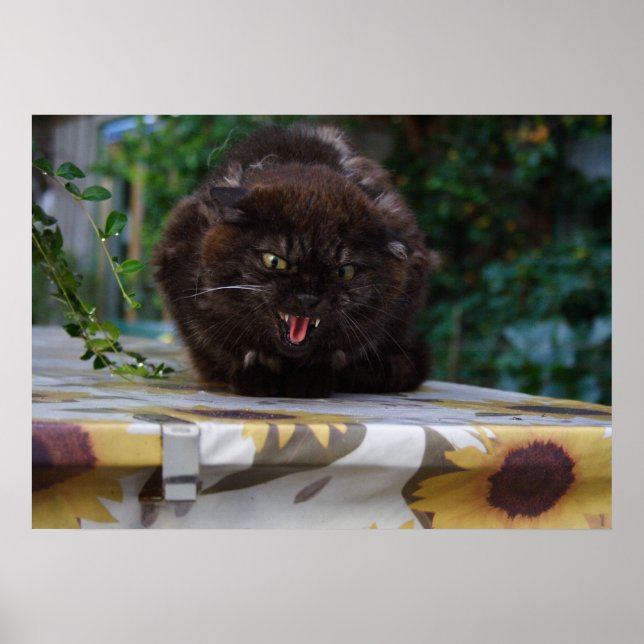 Affiche Chat noir en colère (Devant)