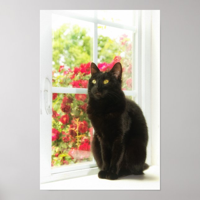 Affiche Chat noir encadré en blanc (Devant)