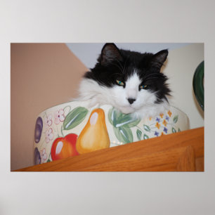 Affiche Chat noir et blanc