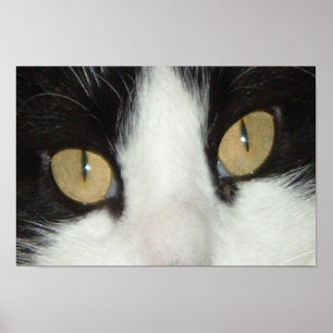 Affiche Chat noir et blanc