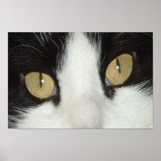 Affiche Chat noir et blanc (Devant)