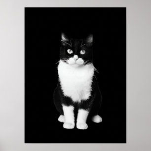Affiche Chat noir et blanc réaliste