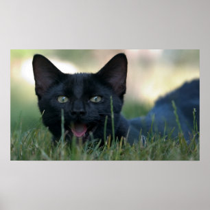 Affiche Chat noir fou