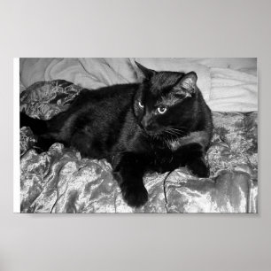 Affiche Chat noir sérieux