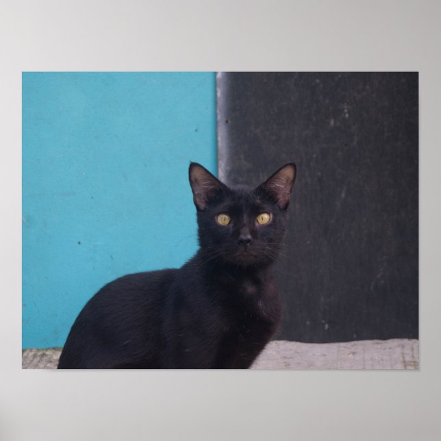 Affiche Chat noir surpris (Devant)