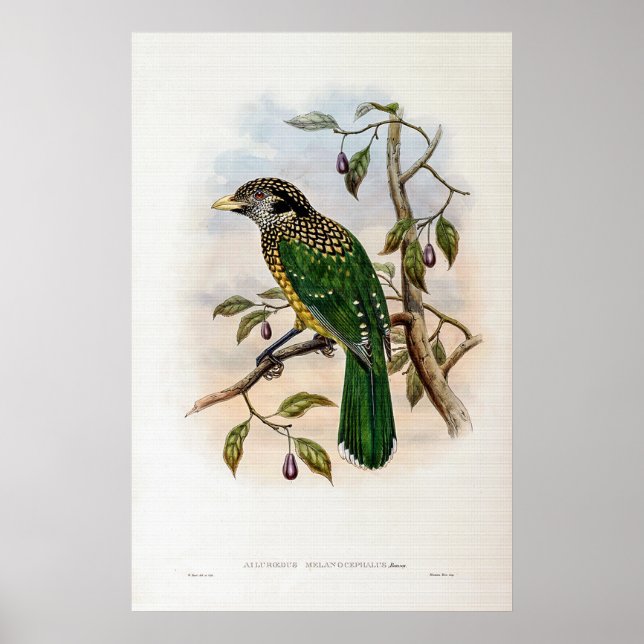 Affiche Chat-oiseau à la peau noire par John Gould (Devant)