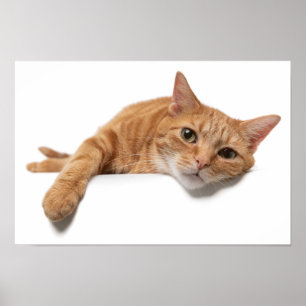 Affiche Chat Orange Posé En Bas