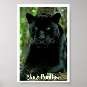 Panthere Noire Sauvage Posters Affiches Zazzle