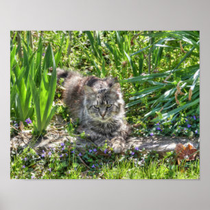 Affiche Chat pendant l'éclipse