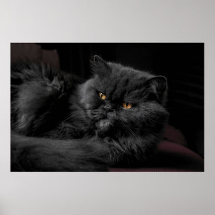 Affiche Chat Persan Noir
