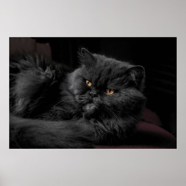 Affiche Chat Persan Noir (Devant)