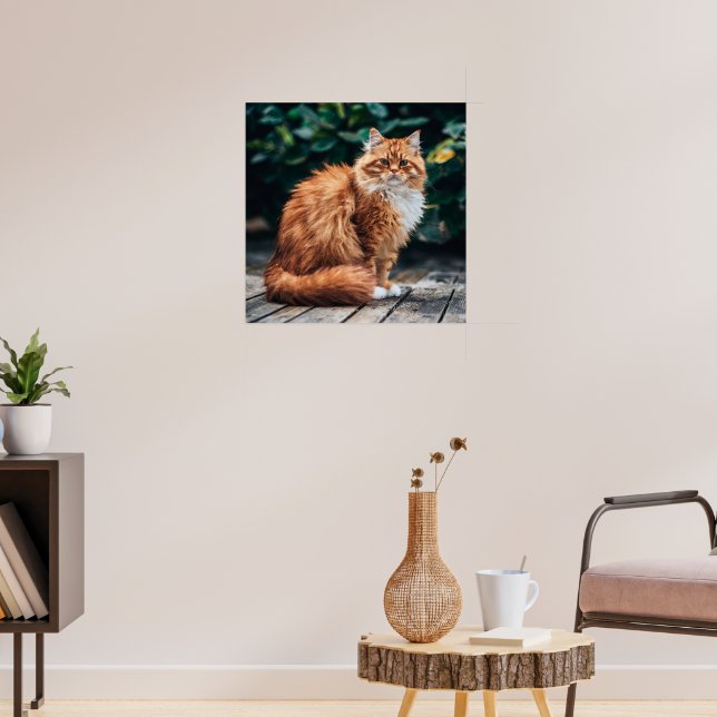 Affiche Chat perse orange (Salon 3)