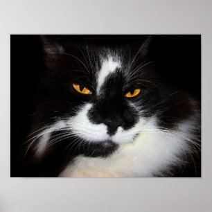 Affiche Chat Puma