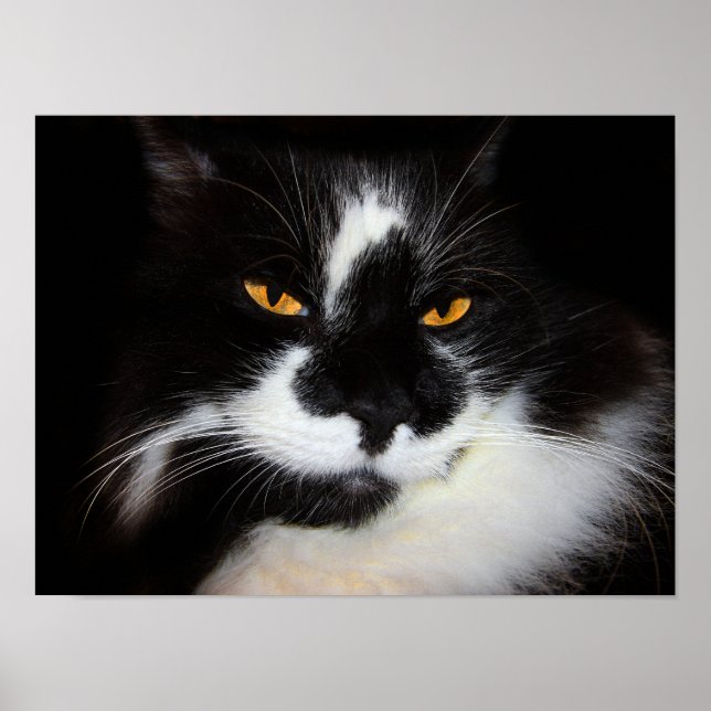 Affiche Chat Puma (Devant)