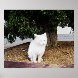 Affiche Chat qui fait caca