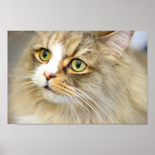 Affiche Chat Ragamuffin attentif