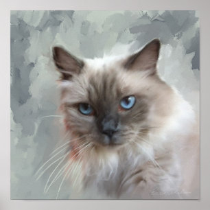 Affiche Chat Ragdoll