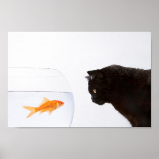Affiche Chat regardant l'empreinte du poisson rouge