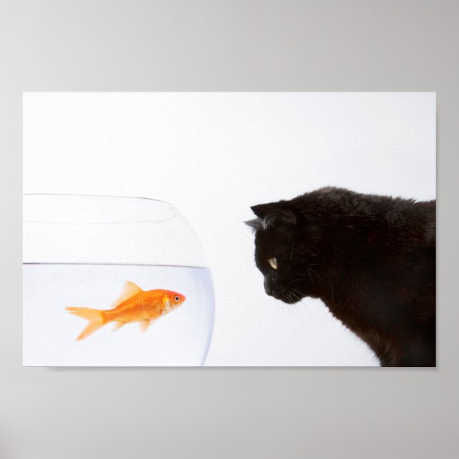 Affiche Chat regardant l'empreinte du poisson rouge (Devant)