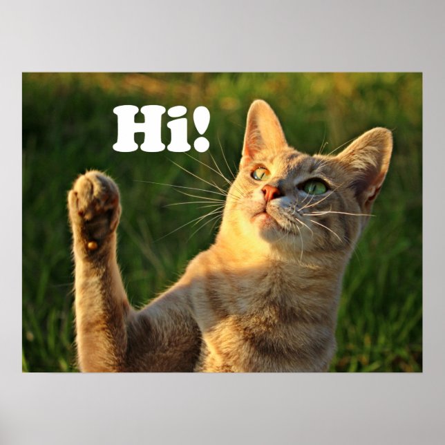 Affiche Chat roux disant bonjour ! (Devant)