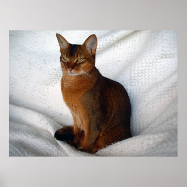 Affiche Chat Ruddy Abyssinian (Devant)
