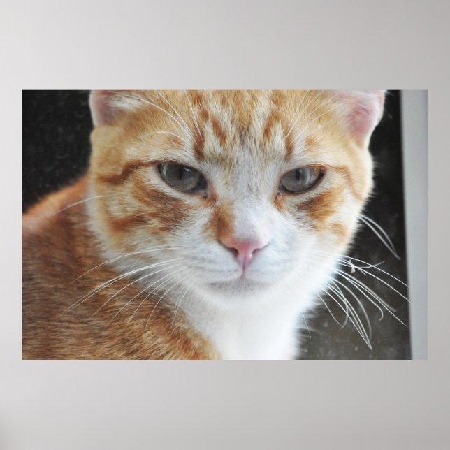 Affiche chat sans abri derrière la fenêtre (Devant)