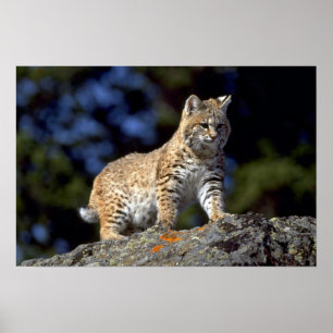 Affiche Chat sauvage