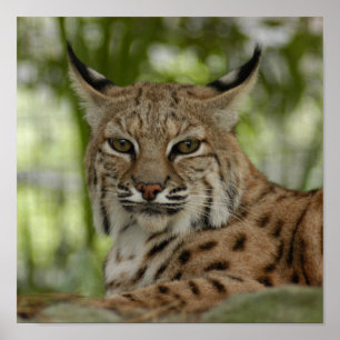 Affiche Chat sauvage 2_11x11