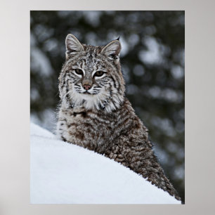 Affiche Chat sauvage dans la neige