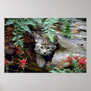 Affiche Chat sauvage-été-jeune chaton dans le rondin creux
