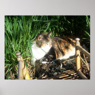 Affiche Chat se reposant dans la copie d'herbe