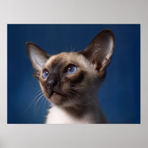 Affiche Chat siamois avec des yeux bleus