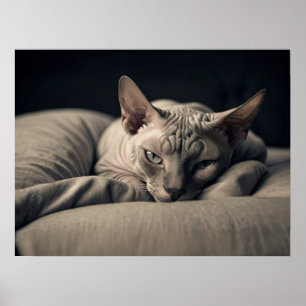 Affiche Chat Sphynx